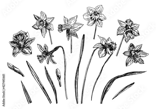 Vector illustrations of Narcissus drawn with a black line on a white background.