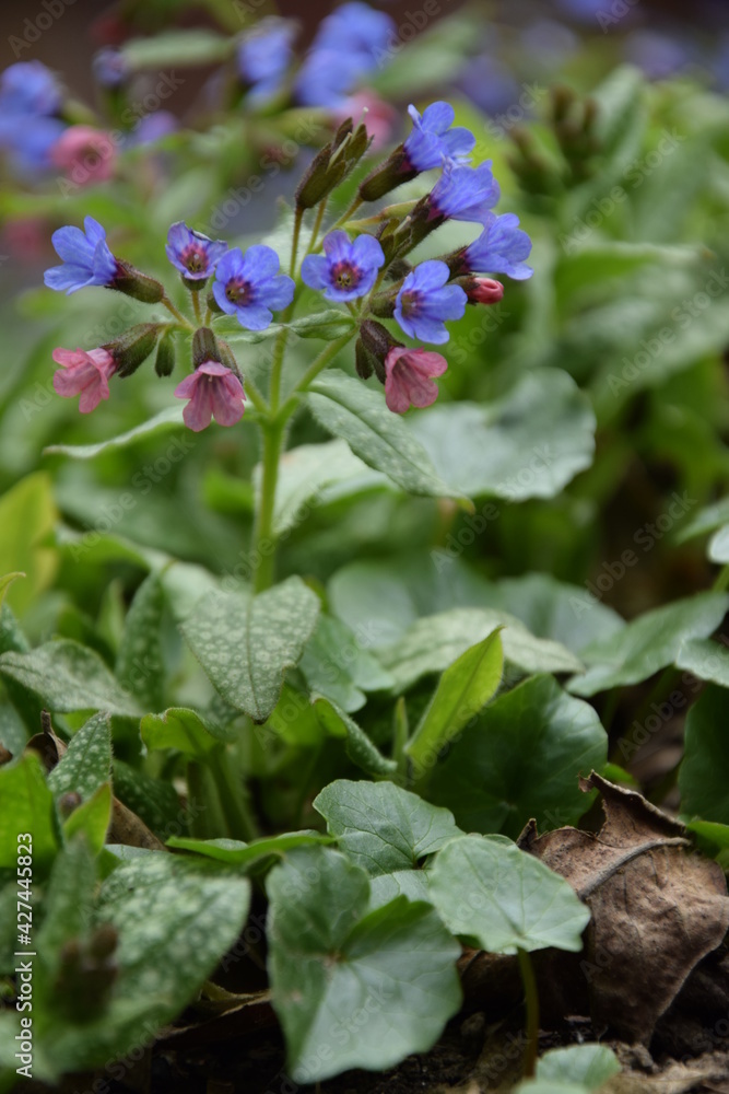 Fototapeta premium Pulmonaria saccharata blooming spring flower