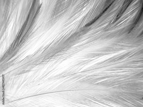 Beautiful abstract black feathers on white background and soft white feather texture on white texture pattern, dark theme wallpaper, gray feather background, gray banners, white gradient