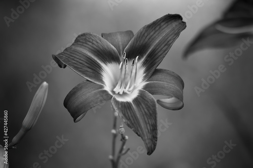 Lily in Black and White
