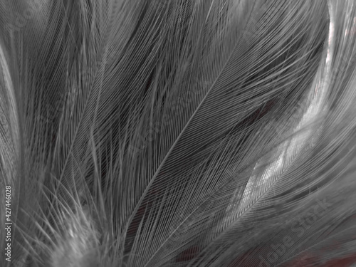 Fototapeta Naklejka Na Ścianę i Meble -  Beautiful abstract black feathers on white background and soft white feather texture on white texture pattern, dark theme wallpaper, gray feather background, gray banners, white gradient