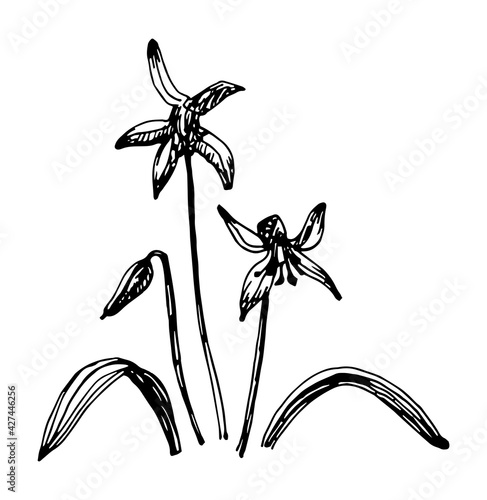 Vector illustrations of Scilla drawn with a black line on a white background.