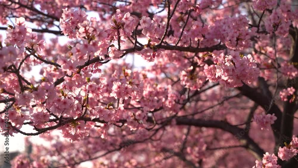 Beautiful Sakura Cherry Blossoms softly waving in wind close shot Beautiful Sakura Cherry Blossoms softly waving in wind close shot