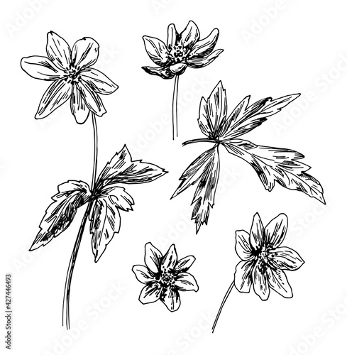 Vector illustrations of Anemone drawn with a black line on a white background.