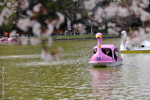 上野公園　不忍池 photo