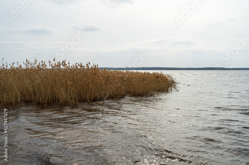 Dry thickets of reeds on the lake.