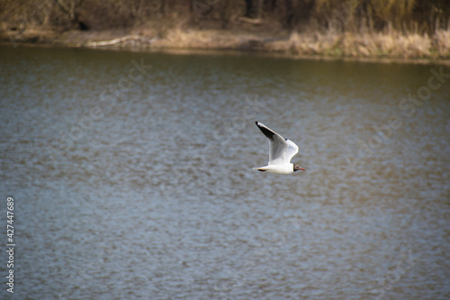 River bird seagull flies over water on a spring sunny day