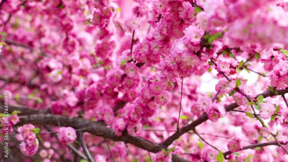 In spring, plum elms bloom in the park In spring, plum elms bloom in the park