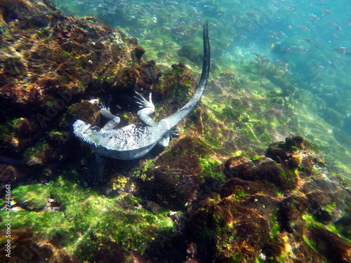 Marine iguana eating algae off lava rocks at Punta Espinoza, Fernandina Island, Galapagos, Ecuador photo