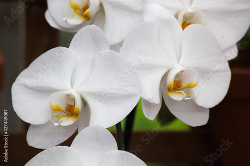 Fototapeta Naklejka Na Ścianę i Meble -  White Orchid in a garden
