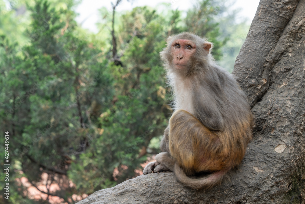 Monkey Sitting in Tree Monkey Sitting in Tree