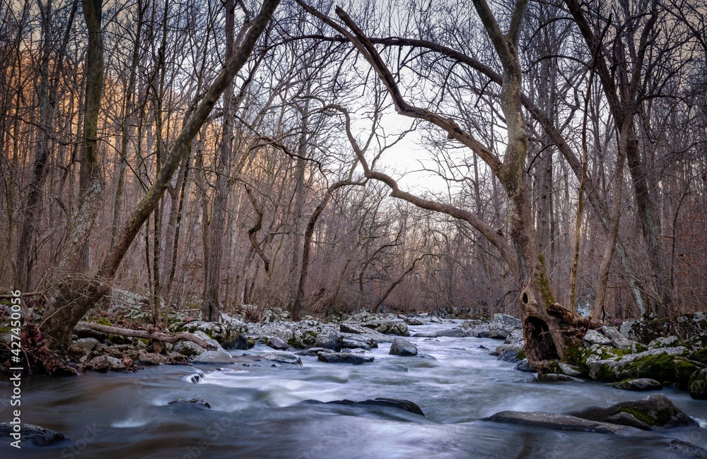 Fototapeta premium River in the Forest