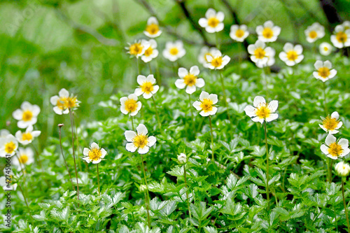 高山植物・チングルマの群生