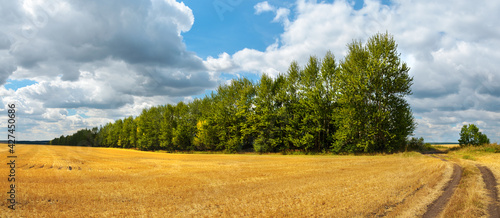 Summer rural landscape with beautiful blue sky over the golden farm fields and trees