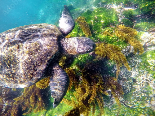 Close up of a Galapagos green sea turtle at Punta Espinoza, Fernandina Island, Galapagos, Ecuador photo