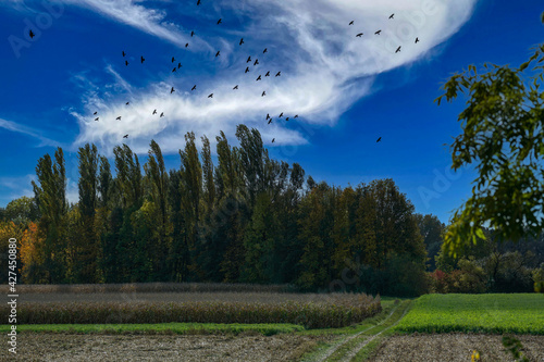 Wallpaper Mural Landscape pictures with clouds and birds outdoors in Germany photographed and edited in daylight Torontodigital.ca