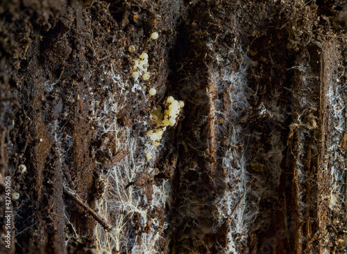 Fungi on rotten wood