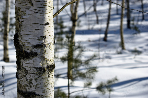 Fototapeta Naklejka Na Ścianę i Meble -  brzoza, śnieg, las, kora, pień, drzewo, 