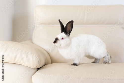 A white rabbit with red eyes and black ears sits on a white leather sofa © tchara