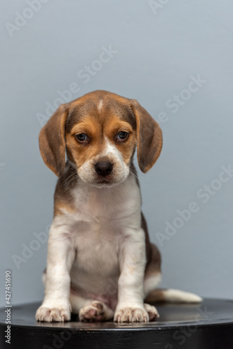 Smile adorable beagle puppy sitting