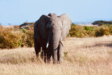 Large male elephant looking into camera in Kenya