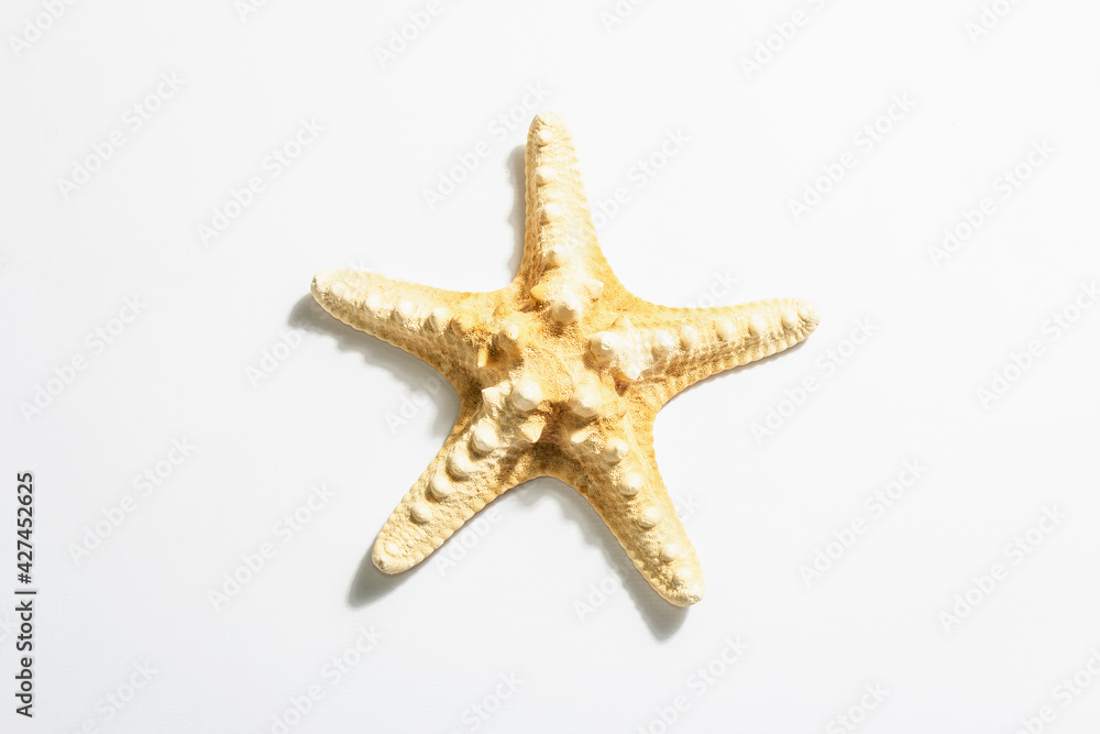 Single starfish isolated on white background Single starfish isolated on white background