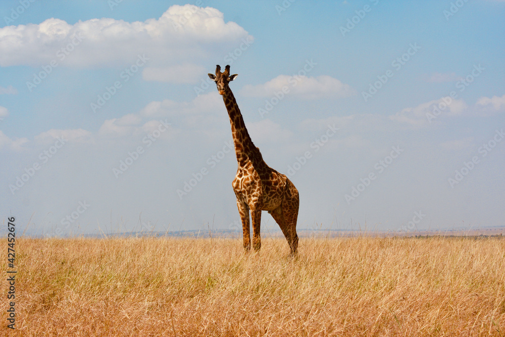 Fototapeta premium giraffe staring at camera in savannah