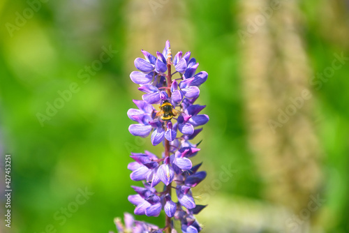 bee collects pollen from lupinus polyphyllus flower