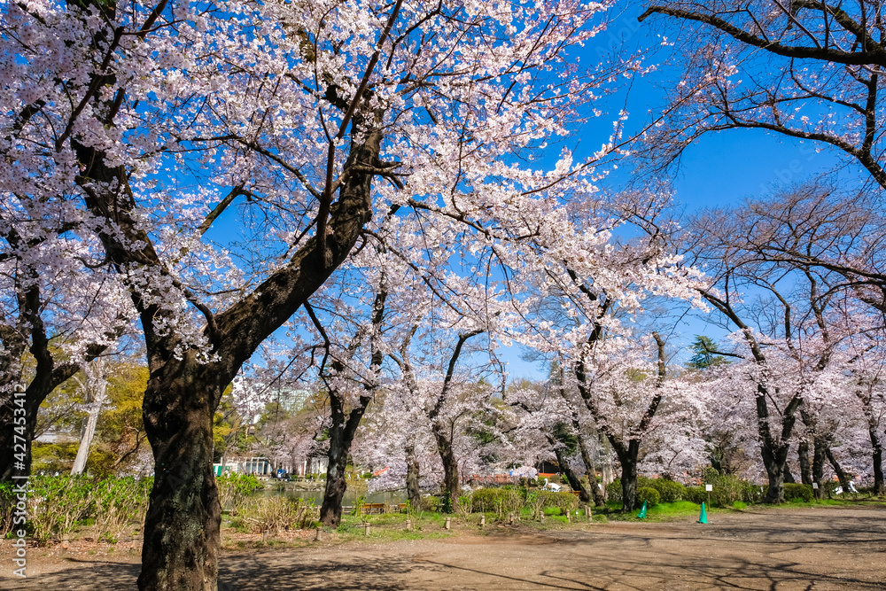 東京都 桜の咲く井の頭恩賜公園 東京都 桜の咲く井の頭恩賜公園