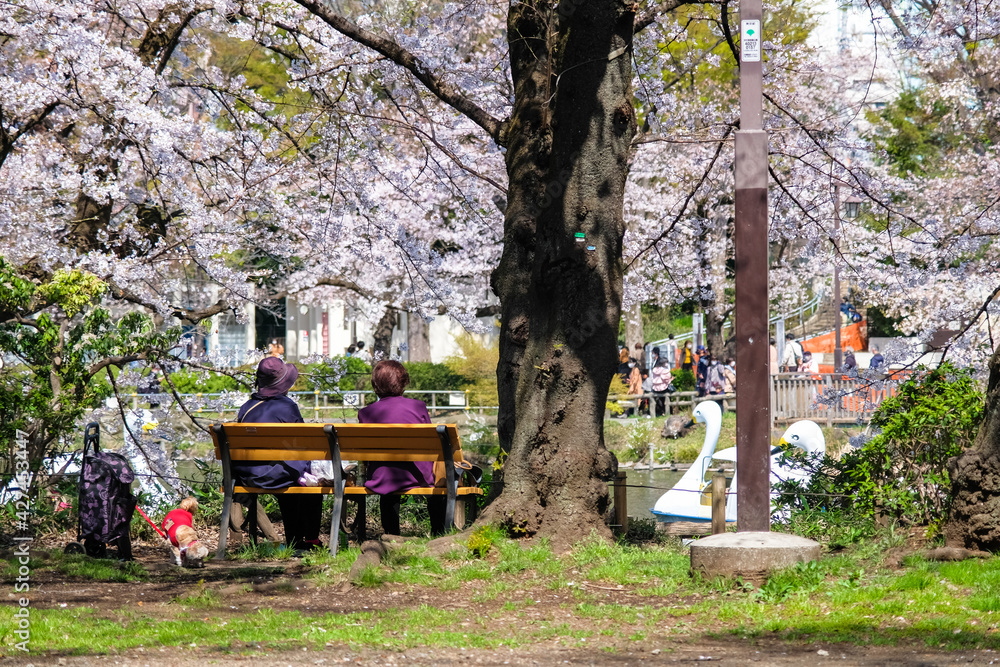 東京都 桜の咲く井の頭恩賜公園 ベンチでお花見を楽しむおばあちゃん