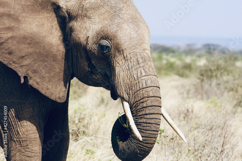 Sticker Old elephant head close up with tusks