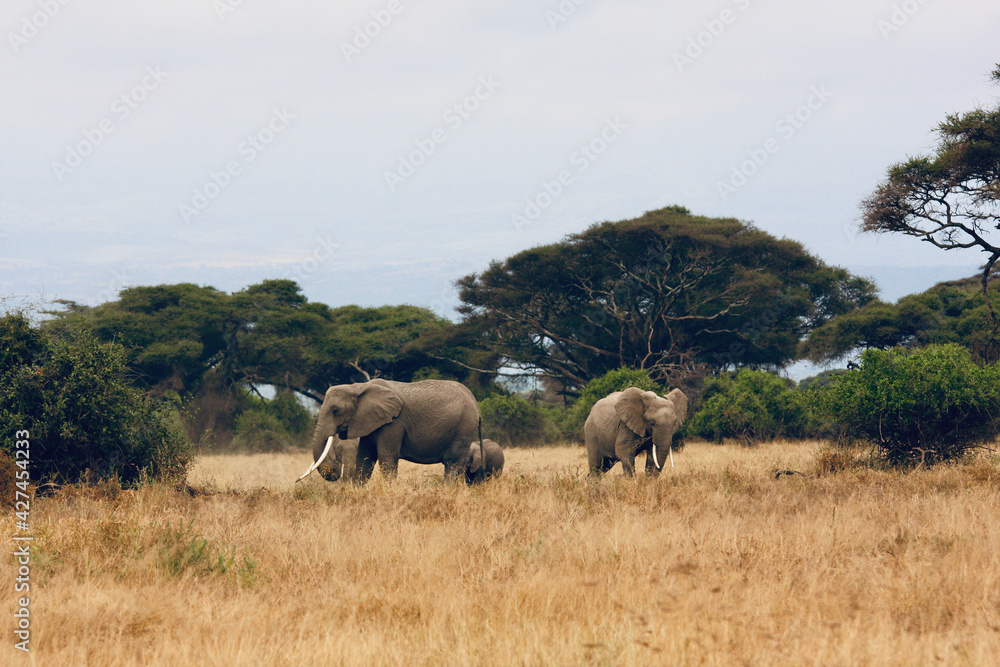 Two elephants looking for food between trees Two elephants looking for food between trees