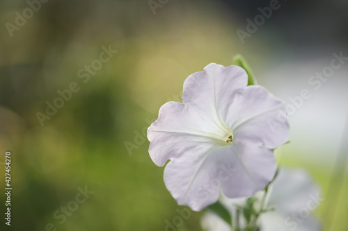 Delicate White Petunia flower