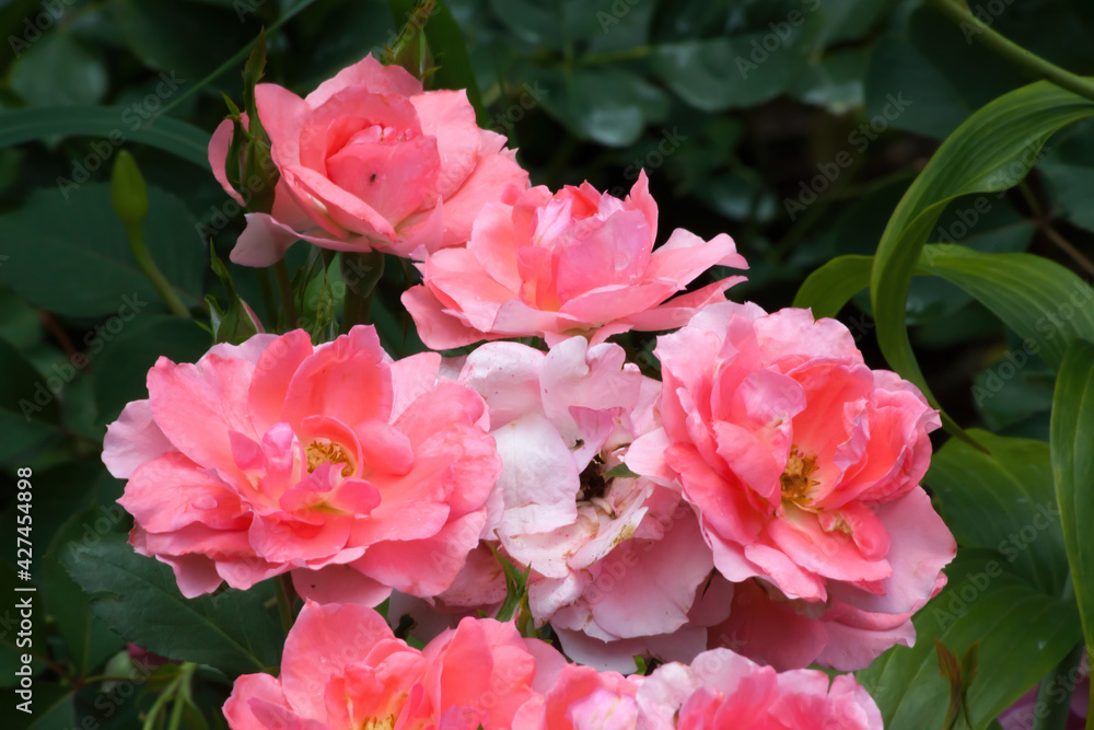 Pink rose in the garden