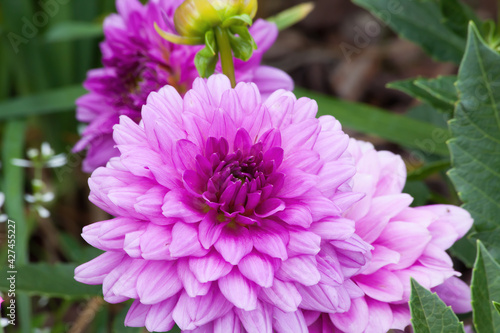 Purple flowers in the garden