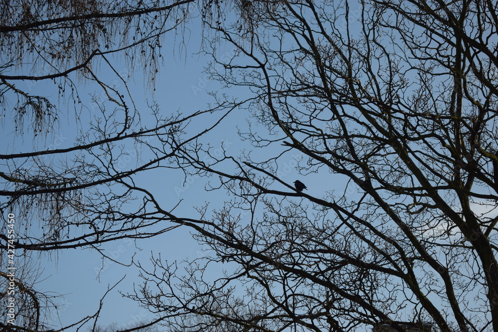Lonely blackbird in the crown of a tree Lonely blackbird in the crown of a tree