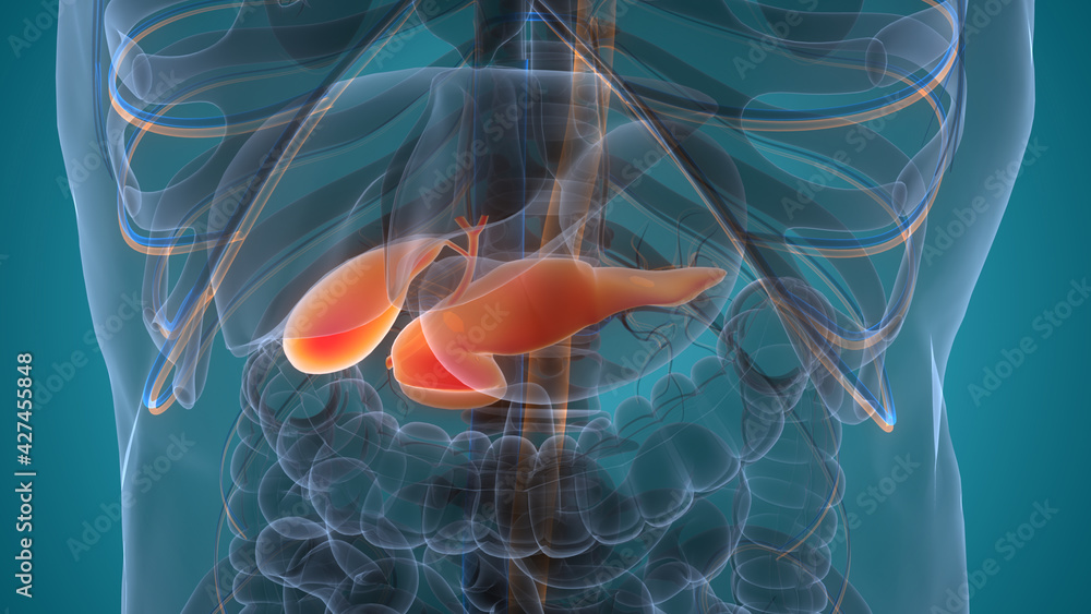 Human Internal Organs Pancreas with Gallbladder Anatomy Stock ...