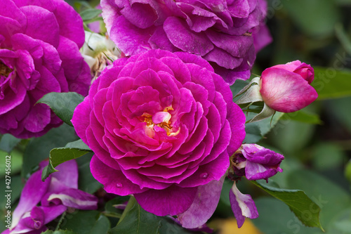Purple Rose in the sunshine photo
