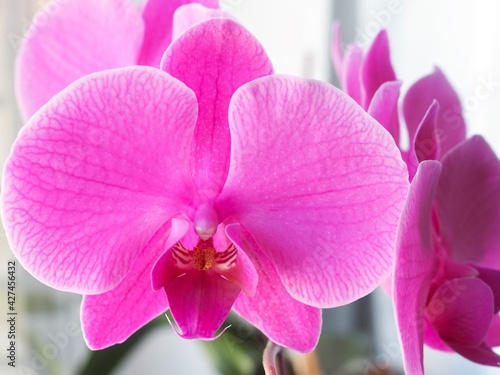 Fototapeta Naklejka Na Ścianę i Meble -  Macro of purple orchid flower, Pink phalaenopsis (moth) orchid close-up. Spring and summer nature background, postcard design, wallpaper