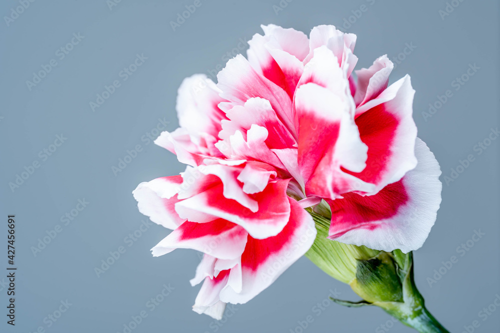 Pink Carnation flower with soft blue blackground 