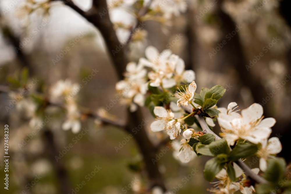 tree blossom tree blossom