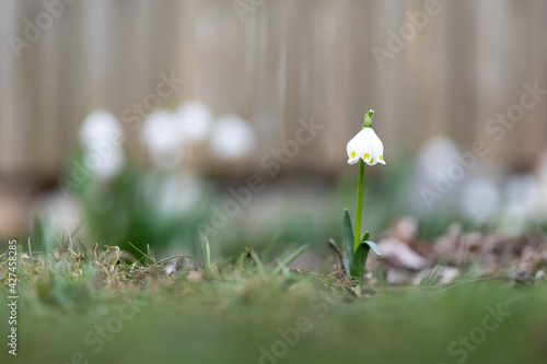 Einzelner Märzenbecher (Leucojum vernum) im Garten, knappe Schärfentiefe photo