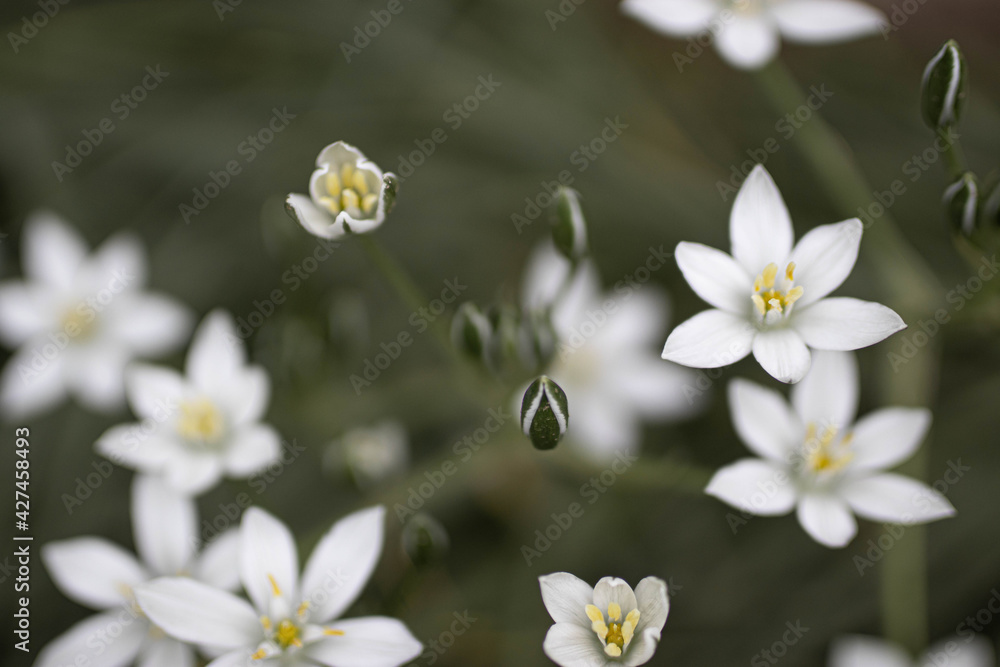 white spring flowers white spring flowers