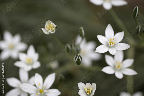 white spring flowers