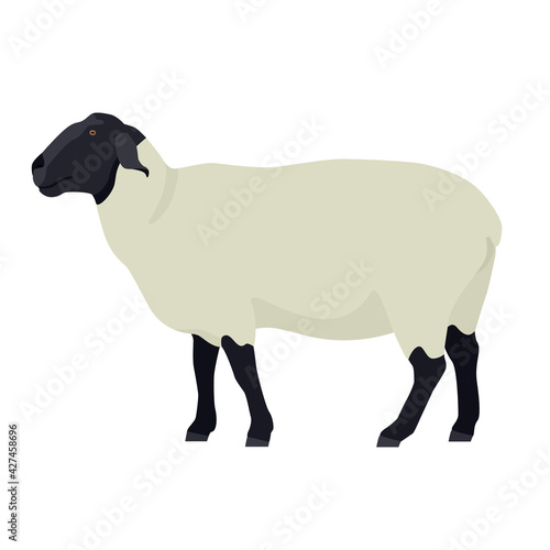 Photo Female Suffolk sheep Farm animals Flat vector illustration Isolated object