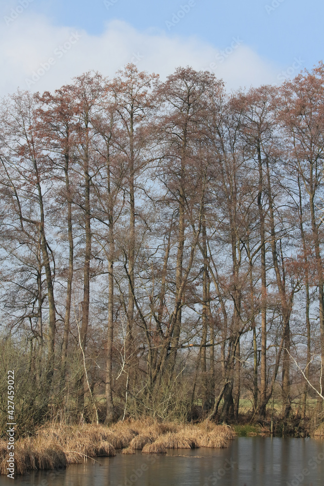 Obraz premium Auenwald