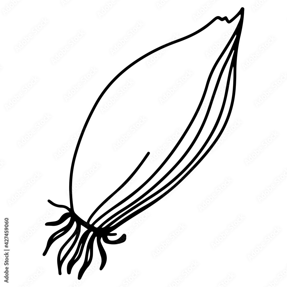 Spicy spice sprig onion. Doodle digital art outline. Print for kitchen, tattoo, design of packaging and wrapping paper, menus, restaurants, products Spicy spice sprig onion. Doodle digital art outline. Print for kitchen, tattoo, design of packaging and wrapping paper, menus, restaurants, products
