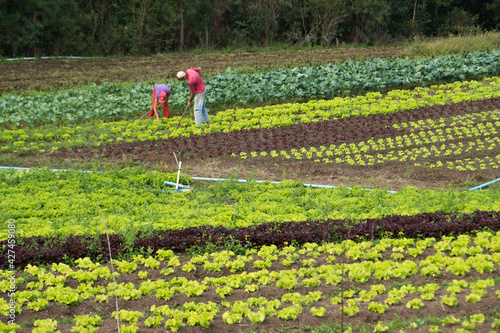 Agricultura familiar em São José dos Pinhais, Paraná, Brasil