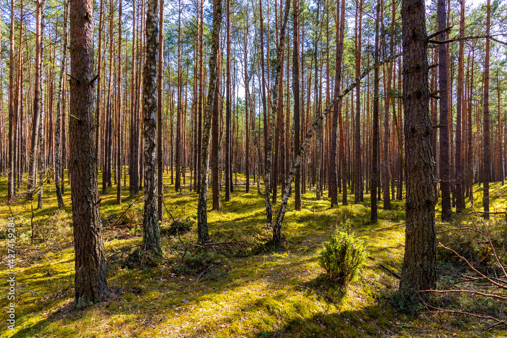 Early spring wood sunny landscape of mixed thicket beginning vegetation season in Kampinos Forest in Palmiry near Warsaw in Mazovia region of central Poland Early spring wood sunny landscape of mixed thicket beginning vegetation season in Kampinos Forest in Palmiry near Warsaw in Mazovia region of central Poland