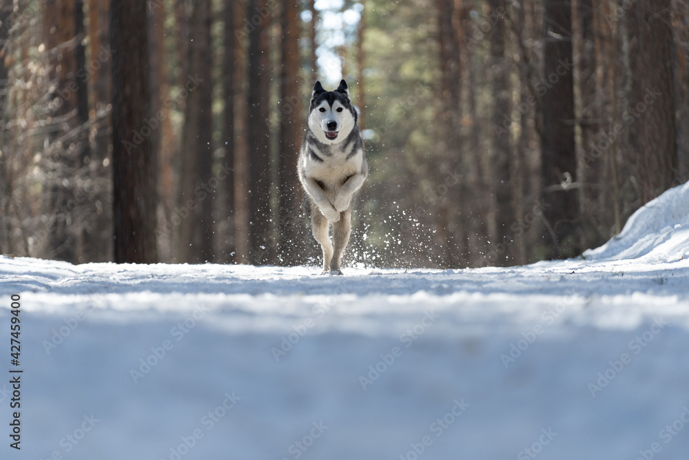Siberian husky runs through the woods in a winter park. A sports dog. Northern sled dog Siberian husky runs through the woods in a winter park. A sports dog. Northern sled dog
